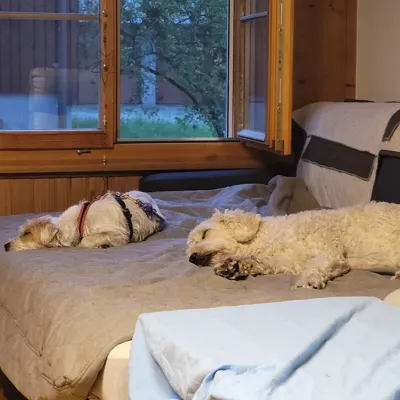 Hundehort Bonnie&Clyde, Bild 1