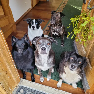 Hundehort Bonnie&Clyde, Bild 3