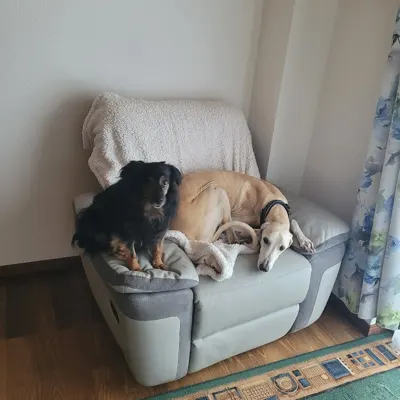 Hundehort Bonnie&Clyde, Bild 4