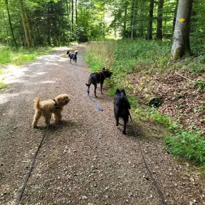 Hundehort Bonnie&Clyde, Bild 8