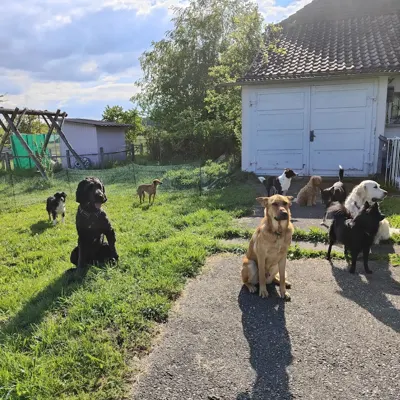 Hundehort Bonnie&Clyde, Bild 12