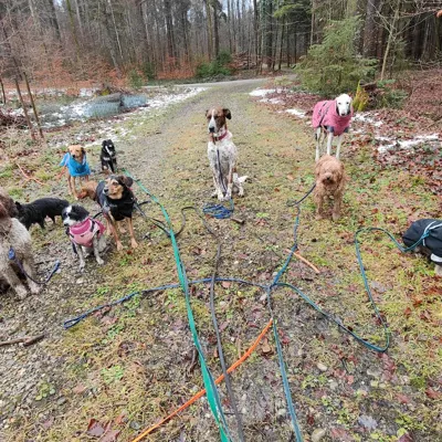 Hundehort Bonnie&Clyde, Bild 14