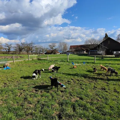 Hundehort Bonnie&Clyde, Bild 16