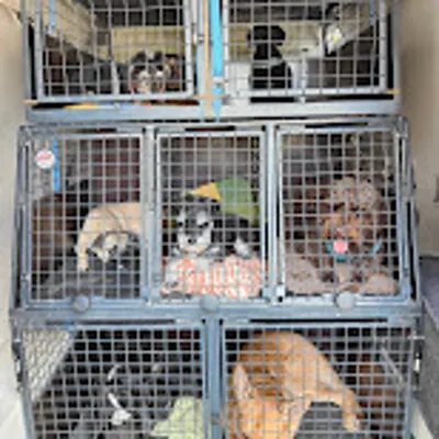 Hundehort Bonnie&Clyde, Bild 20