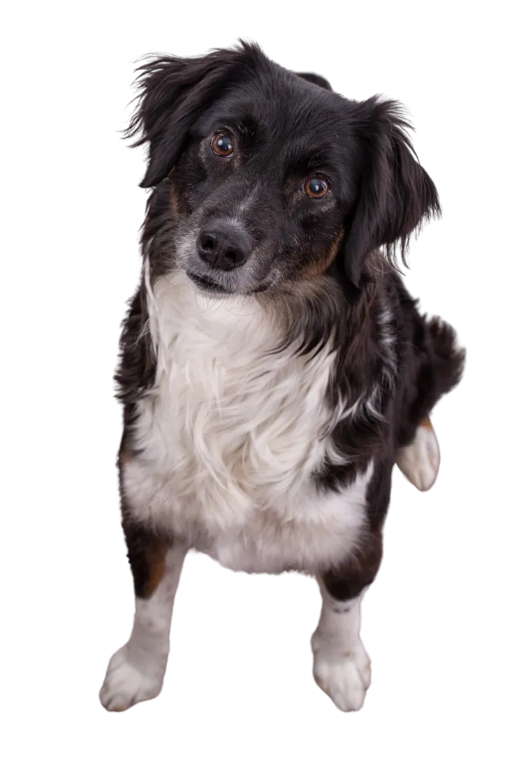 Hund im Hundehort Bonnie&Clyde