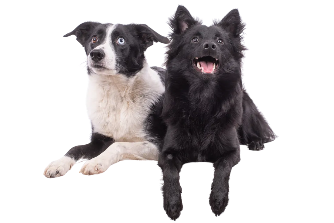 Hunde von Bonnie&Clyde