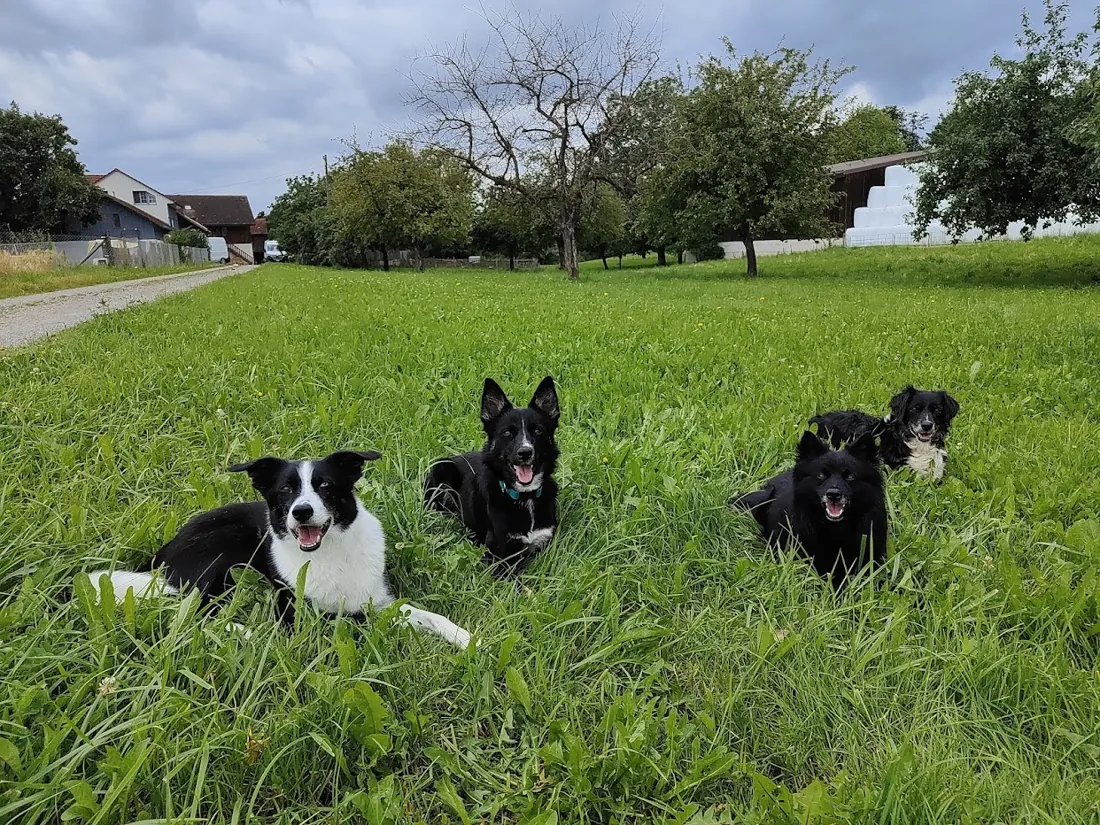 Boss, Muffin, Palota und Shelby auf der Wiese